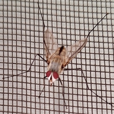 Senostoma sp. (genus) (A parasitoid tachinid fly) at Florey, ACT - 17 Dec 2024 by KorinneM