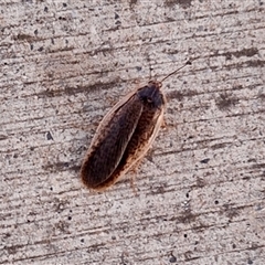 Calolampra sp. (genus) (Bark cockroach) at Florey, ACT - 12 Dec 2024 by KorinneM