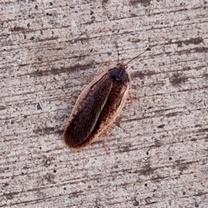 Calolampra sp. (genus) (Bark cockroach) at Florey, ACT by KorinneM