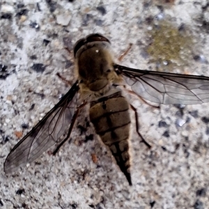 Trichophthalma punctata (Tangle-vein fly) at Bruce, ACT by KorinneM