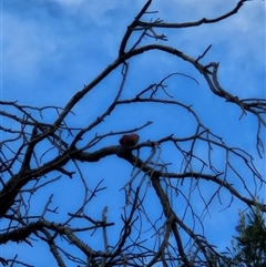 Platycercus elegans (Crimson Rosella) at Karabar, NSW - 12 Jan 2025 by norgaria