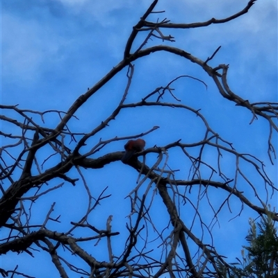 Platycercus elegans (Crimson Rosella) at Karabar, NSW - 12 Jan 2025 by norgaria