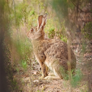 Lepus capensis at Denman Prospect, ACT - 9 Jan 2025 07:50 AM