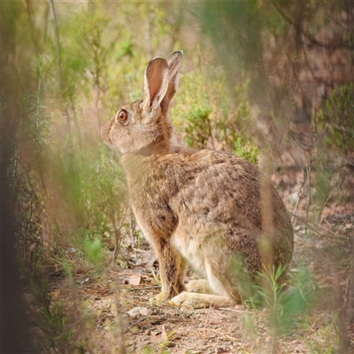 Lepus capensis (Brown Hare) at Denman Prospect, ACT - 8 Jan 2025 by Kenp12