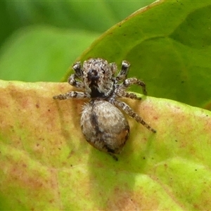 Servaea narraweena at Braemar, NSW by Curiosity