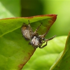 Servaea narraweena at Braemar, NSW - 11 Jan 2025 02:17 PM