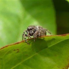 Servaea narraweena at Braemar, NSW - 11 Jan 2025 02:17 PM