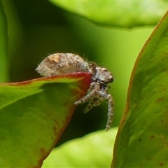 Servaea narraweena at Braemar, NSW - 11 Jan 2025 02:17 PM