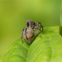 Servaea narraweena at Braemar, NSW - 11 Jan 2025 02:17 PM