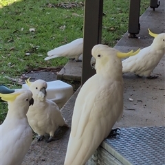 Cacatua galerita (Sulphur-crested Cockatoo) at Culburra Beach, NSW - 12 Jan 2025 by jamattymoo