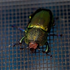 Lamprima aurata (Golden stag beetle) at Florey, ACT - 17 Dec 2024 by KorinneM