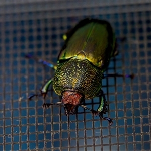 Lamprima aurata (Golden stag beetle) at Florey, ACT by KorinneM