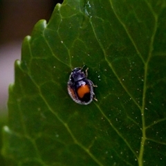 Diomus notescens (Little two-spotted ladybird) at Florey, ACT - 17 Dec 2024 by KorinneM