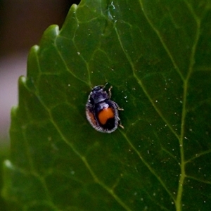 Diomus notescens (Little two-spotted ladybird) at Florey, ACT by KorinneM