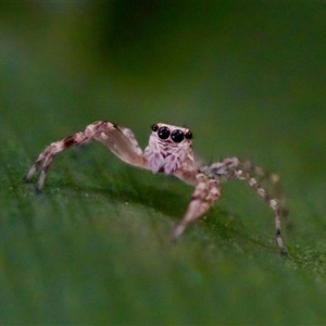 Helpis sp. (genus) (Unidentified Bronze Jumping Spider) at Florey, ACT by KorinneM