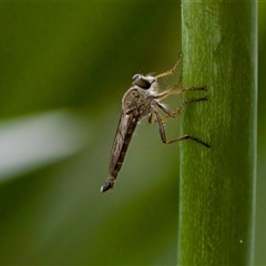 Cerdistus sp. (genus) (Slender Robber Fly) at Florey, ACT - 17 Dec 2024 by KorinneM