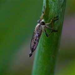 Cerdistus sp. (genus) at Florey, ACT - suppressed