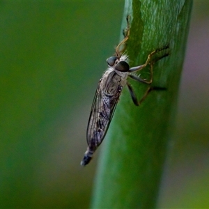 Cerdistus sp. (genus) at Florey, ACT - suppressed