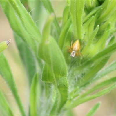Oxyopes (genus) (Lynx spider) at Lyons, ACT - 12 Jan 2025 by ran452