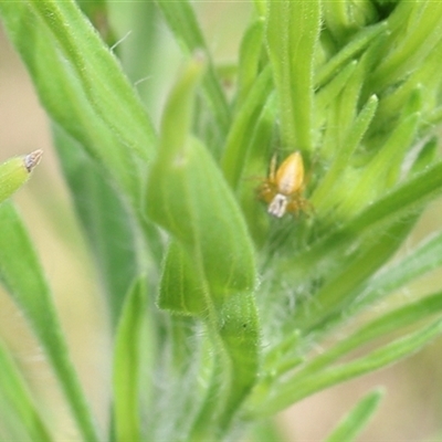 Oxyopes sp. (genus) (Lynx spider) at Lyons, ACT - 12 Jan 2025 by ran452