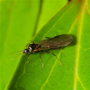 Formicidae (family) (Unidentified ant) at Downer, ACT by RobertD