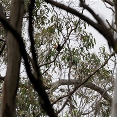 Callocephalon fimbriatum (Gang-gang Cockatoo) at Jenolan, NSW - 11 Jan 2025 by ScottandMandy