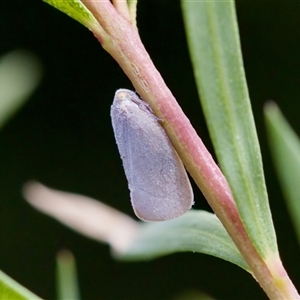 Anzora unicolor (Grey Planthopper) at Florey, ACT by KorinneM