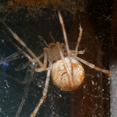 Cryptachaea gigantipes at Downer, ACT - 11 Jan 2025 by RobertD