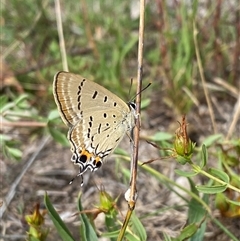 Jalmenus evagoras (Imperial Hairstreak) at Kambah, ACT - 12 Jan 2025 by Shazw