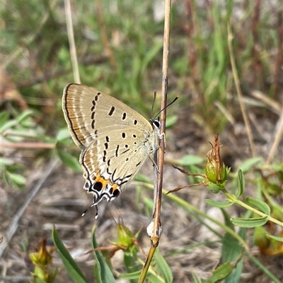 Jalmenus evagoras (Imperial Hairstreak) at Kambah, ACT - 12 Jan 2025 by Shazw