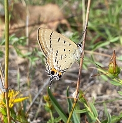 Jalmenus evagoras at Kambah, ACT - suppressed