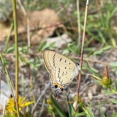 Jalmenus evagoras at Kambah, ACT - suppressed