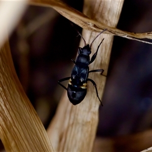 Rhyparochromidae (family) (Seed bug) at Florey, ACT by KorinneM