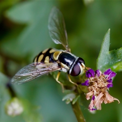 Simosyrphus grandicornis (Common hover fly) at Florey, ACT - 17 Dec 2024 by KorinneM