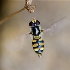 Simosyrphus grandicornis at Florey, ACT - suppressed