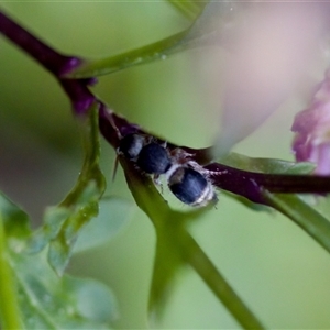 Odontomyrme sp. (genus) (A velvet ant) at Florey, ACT by KorinneM