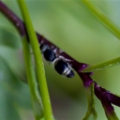 Odontomyrme sp. (genus) at Florey, ACT - suppressed