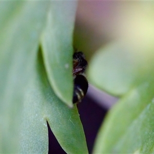 Odontomyrme sp. (genus) at Florey, ACT - suppressed