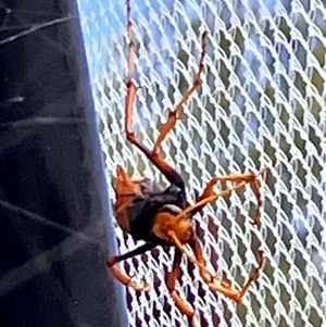 Cryptocheilus sp. (genus) (Spider wasp) at Bruce, ACT by rnixon1