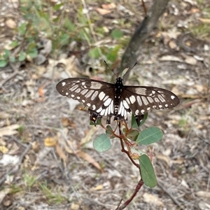 Papilio anactus at Fisher, ACT - 12 Jan 2025 10:29 AM