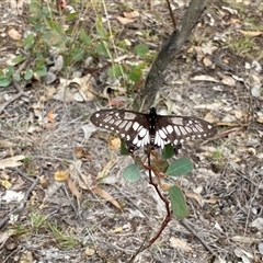 Papilio anactus at Fisher, ACT - 12 Jan 2025 10:29 AM