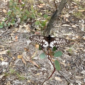 Papilio anactus at Fisher, ACT - 12 Jan 2025 10:29 AM