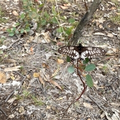 Papilio anactus at Fisher, ACT - 12 Jan 2025