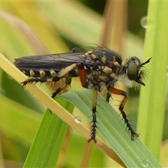 Thereutria amaraca (Spine-legged Robber Fly) at Braemar, NSW - 9 Jan 2025 by Curiosity