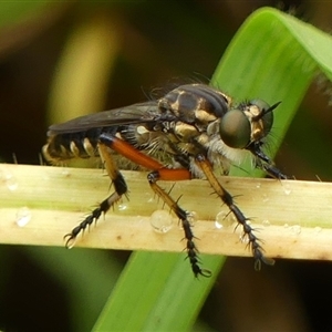 Thereutria amaraca at Braemar, NSW - 10 Jan 2025 09:38 AM