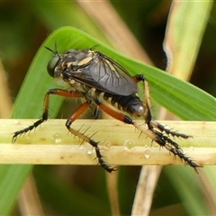 Thereutria amaraca at Braemar, NSW - 10 Jan 2025