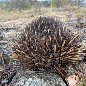 Tachyglossus aculeatus at Banks, ACT - suppressed