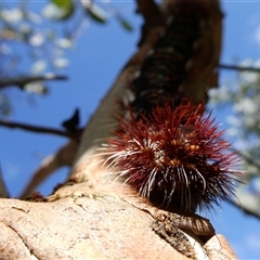 Chelepteryx collesi (White-stemmed Gum Moth) at Googong, NSW - 11 Jan 2025 by Wandiyali