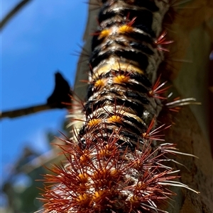 Chelepteryx collesi at Googong, NSW - suppressed