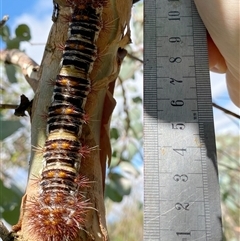 Chelepteryx collesi at Googong, NSW - suppressed